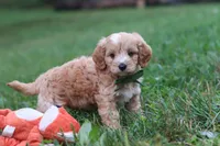 Jett, a male Cavapoo for sale in Fresno, OH – 3 of 10
