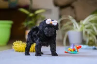 Sienna, a female Poodle - Miniature  for sale in Fresno, OH – 1 of 6