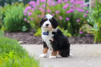 Jake, a male Miniature Bernedoodle for sale in Fresno, OH – 5 of 6