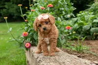 Veronica💖, a male Poodle - Miniature  for sale in Fresno, OH – 9 of 10