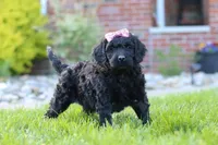 Sofie, a female Newfypoo for sale in Fresno, OH – 3 of 8