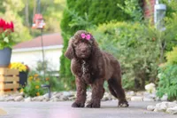 Cherri, a female Newfypoo for sale in Fresno, OH – 3 of 7