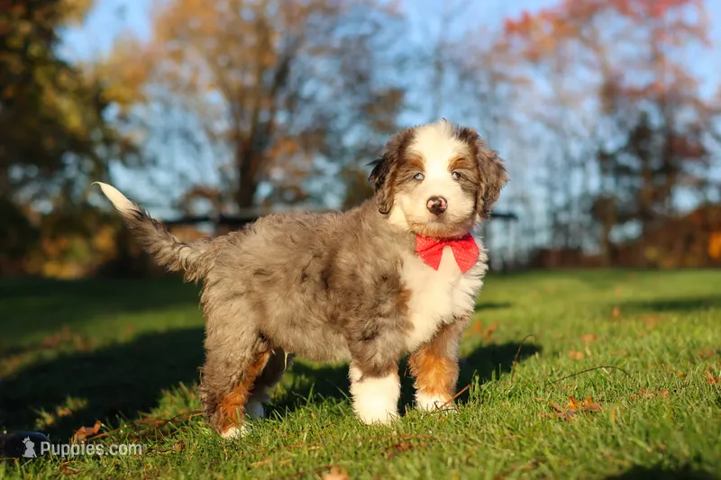Mooney – Miniature Bernedoodle puppy for sale in Fresno, OH