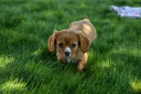 Fletcher 🐶💙, a male Cavalier King Charles Spaniel for sale in Fresno, OH – 2 of 8