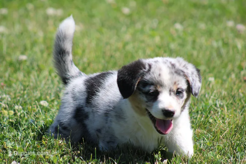 Baxter💙🐾, a male Australian Shepherd and Pembroke Welsh Corgi for sale in Fresno, OH – 1 of 7