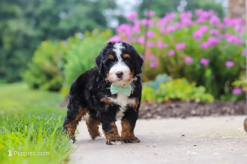 Brandon – Miniature Bernedoodle puppy for sale in Fresno, OH