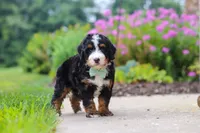 Brandon, a male Miniature Bernedoodle for sale in Fresno, OH – 1 of 6