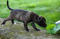 Moxie 💖, a female Staffordshire Bull Terrier for sale in Fresno, OH – 4 of 10