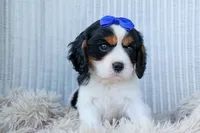 Walker 🩵, a male Cavalier King Charles Spaniel for sale in Fresno, OH – 5 of 10