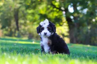 Hailey, a female Miniature Bernedoodle for sale in Fresno, OH – 2 of 6