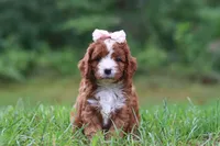 Wilma, a female Cavapoo for sale in Fresno, OH – 5 of 10