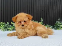 Rusty 🐾, a male Pomeranian for sale in Fresno, OH – 8 of 10