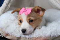 Morris, a male Pembroke Welsh Corgi for sale in Fresno, OH – Photo 9 of 10