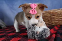 Morris, a male Pembroke Welsh Corgi for sale in Fresno, OH – Photo 7 of 10