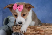 Morris, a male Pembroke Welsh Corgi for sale in Fresno, OH – Photo 8 of 10