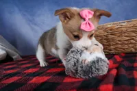 Morris, a male Pembroke Welsh Corgi for sale in Fresno, OH – Photo 6 of 10