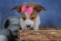 Morris, a male Pembroke Welsh Corgi for sale in Fresno, OH – Photo 4 of 10