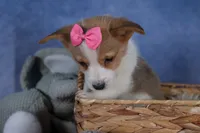 Morris, a male Pembroke Welsh Corgi for sale in Fresno, OH – Photo 2 of 10