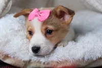 Morris, a male Pembroke Welsh Corgi for sale in Fresno, OH – Photo 5 of 10