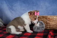 Morris, a male Pembroke Welsh Corgi for sale in Fresno, OH – Photo 10 of 10