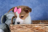 Morris, a male Pembroke Welsh Corgi for sale in Fresno, OH – Photo 1 of 10