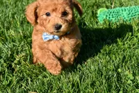 Kody 🐶💖, a male Bichpoo for sale in Fresno, OH – 3 of 10