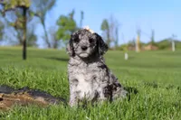Roxy, a female Newfypoo for sale in Fresno, OH – 4 of 7