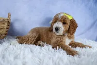 🐾 Meet Nova – F2B Mini Goldendoodle Puppy 🐾, a female Miniature Goldendoodle for sale in Fresno, OH – 7 of 10