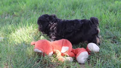 Logan, a male Cavapoo for sale in Fresno, OH – 10 of 10