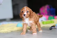 Wynn, a male Cavapoo for sale in Fresno, OH – 4 of 10