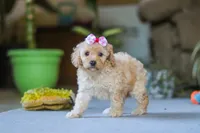 Fiona, a female Poodle - Miniature  for sale in Fresno, OH – 3 of 6
