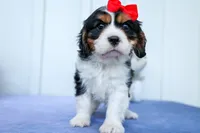 Winston 🐶, a male Cavalier King Charles Spaniel for sale in Fresno, OH – 4 of 10
