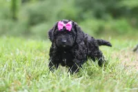 Juniper, a female Cavapoo for sale in Fresno, OH – 3 of 6