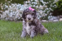 Ally, a female Newfypoo for sale in Fresno, OH – 4 of 6