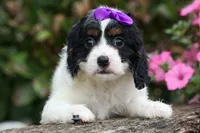  Priscilla, a female Cavapoo for sale in Fresno, OH – 6 of 9