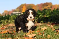 Hunter, a male Miniature Bernedoodle for sale in Fresno, OH – 3 of 6