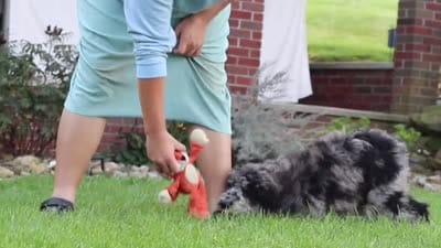Raina, a female Newfypoo for sale in Fresno, OH – 6 of 6