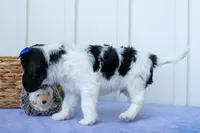 Walker 🩵, a male Cavalier King Charles Spaniel for sale in Fresno, OH – 2 of 10