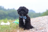Riley, a male Havapoo for sale in Fresno, OH – 3 of 6