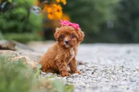 Brielle, a female Cavapoo for sale in Fresno, OH – 2 of 7