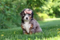 Dixie, a female Miniature Bernedoodle for sale in Fresno, OH – 3 of 6