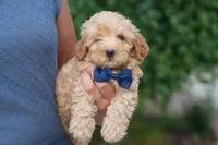 Eugene 💛🐾, a male Havapoo for sale in Fresno, OH – 10 of 10