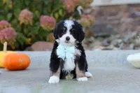 Smoke, a male Miniature Bernedoodle for sale in Fresno, OH – 5 of 8