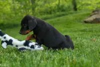 Duke (Black Rust)🐶🤎✨, a male Doberman Pinscher for sale in Fresno, OH – 3 of 10
