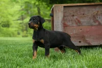 Duke (Black Rust)🐶🤎✨, a male Doberman Pinscher for sale in Fresno, OH – 10 of 10