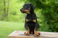 Duke (Black Rust)🐶🤎✨, a male Doberman Pinscher for sale in Fresno, OH – 8 of 10