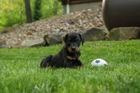 Duke (Black Rust)🐶🤎✨, a male Doberman Pinscher for sale in Fresno, OH – 2 of 10
