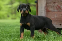 Duke (Black Rust)🐶🤎✨, a male Doberman Pinscher for sale in Fresno, OH – 6 of 10