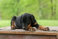 Duke (Black Rust)🐶🤎✨, a male Doberman Pinscher for sale in Fresno, OH – 7 of 10