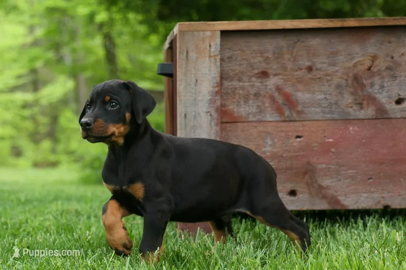 Duke (Black Rust)🐶🤎✨ – Doberman Pinscher puppy for sale in Fresno, OH